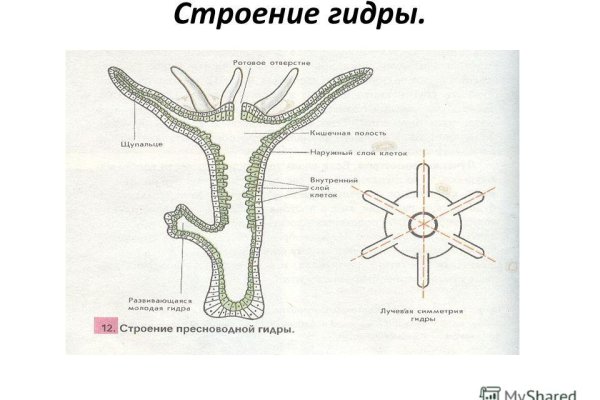 Kraken ссылка kraken torion